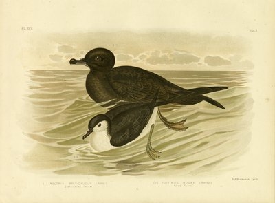 Short-Tailed Petrel, 1891 by Gracius Broinowski